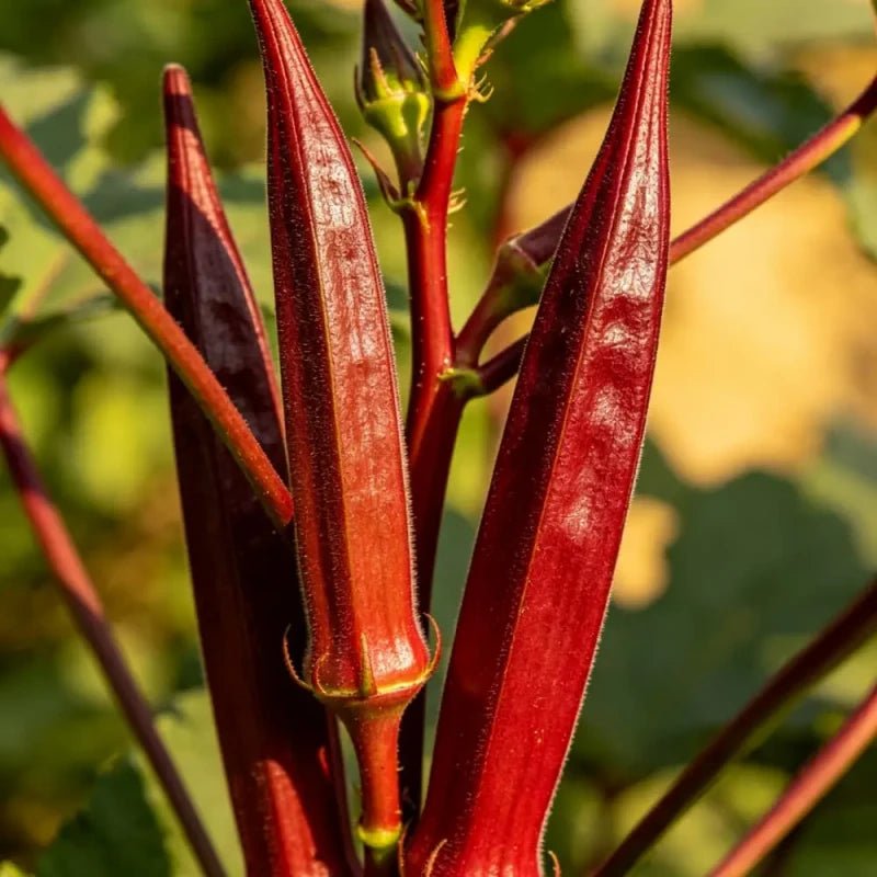 Red Okra Seeds - Verdseeds